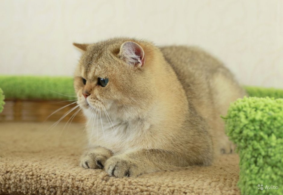 Британская короткошёрстная Золотая шиншилла
