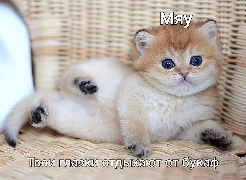 Привет котенок