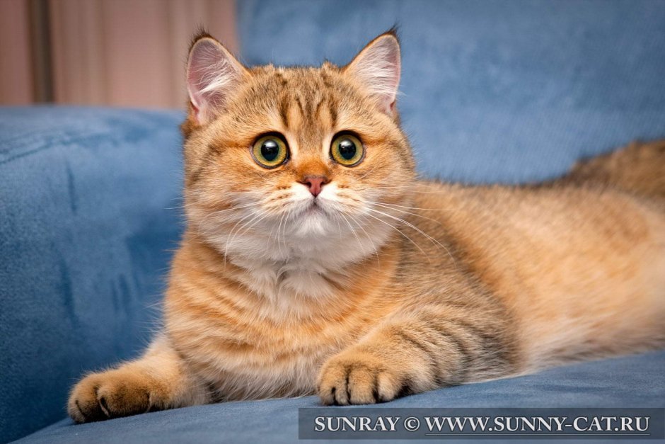 Британский короткошерстный кот рыжий