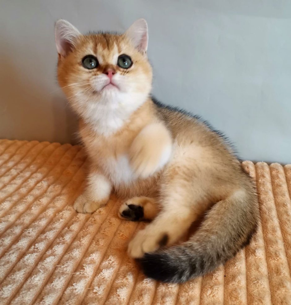 Золотистая шиншилла