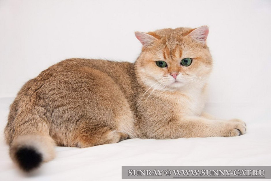 Шотландская короткошерстная Золотая шиншилла