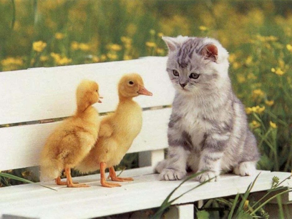 Котенок и утенок