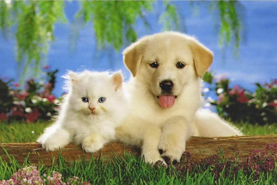 Щенки и котята вместе