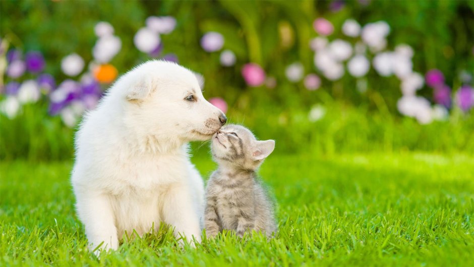 Кошка и собака на природе