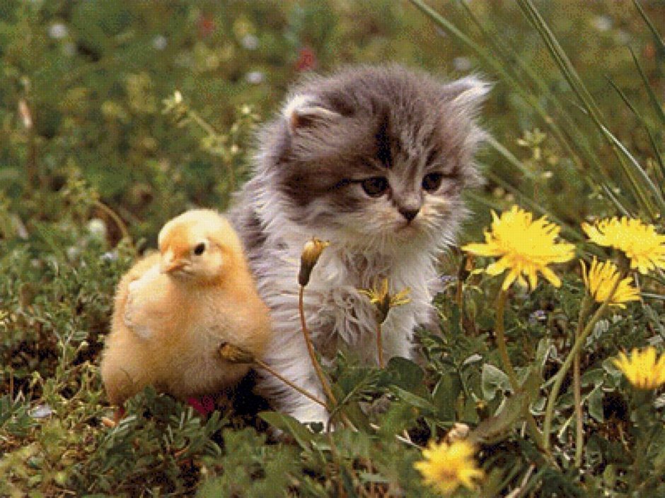 Котенок и утенок