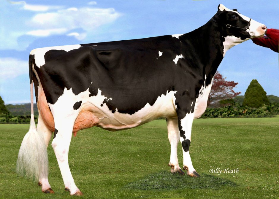 Holstein woman