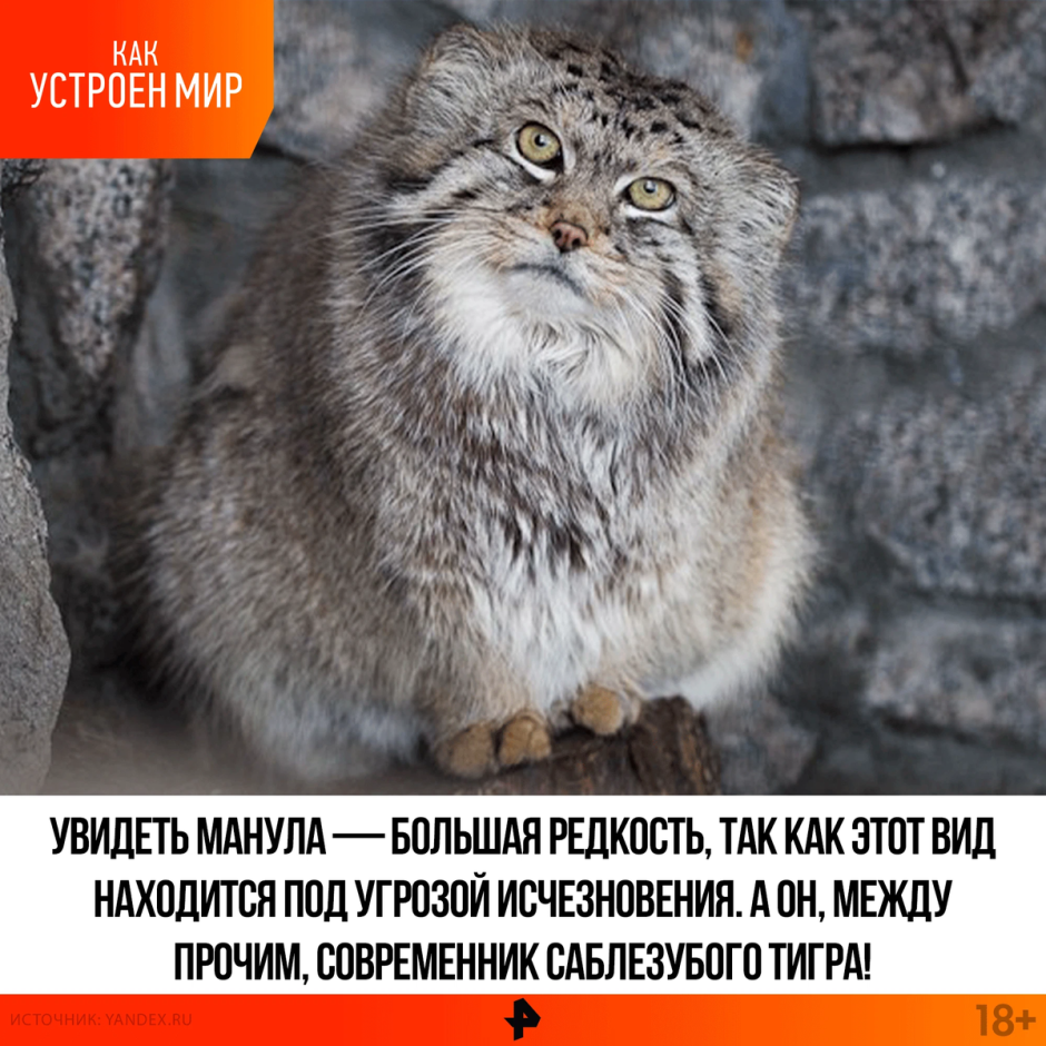 Один Манул