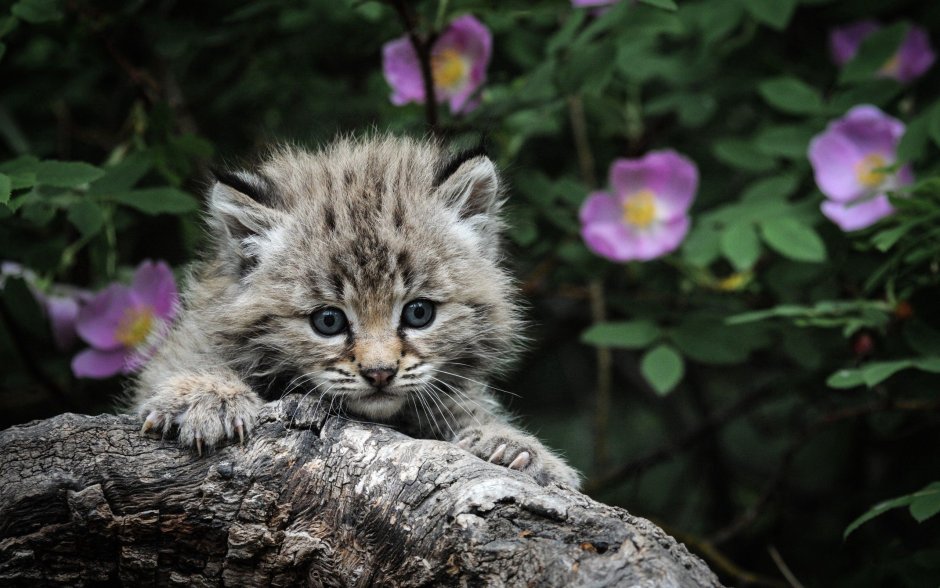 Маленький дикий кот