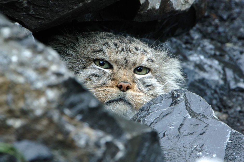 Кот Манул Забайкалье Даурский заповедник