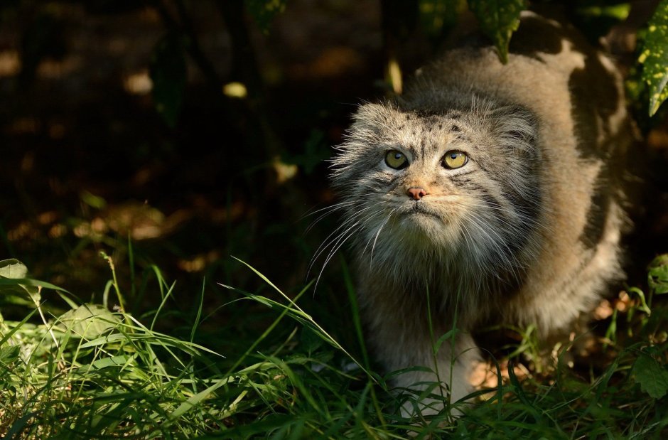 Манул палласов кот животного