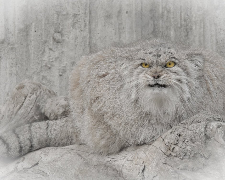 Кот Манул