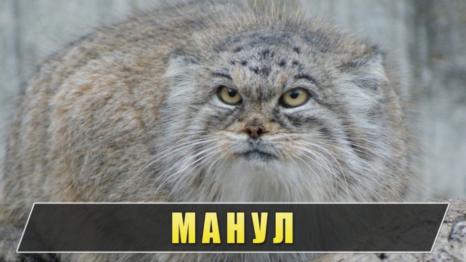 Данные о Степной дикой кошке Манул