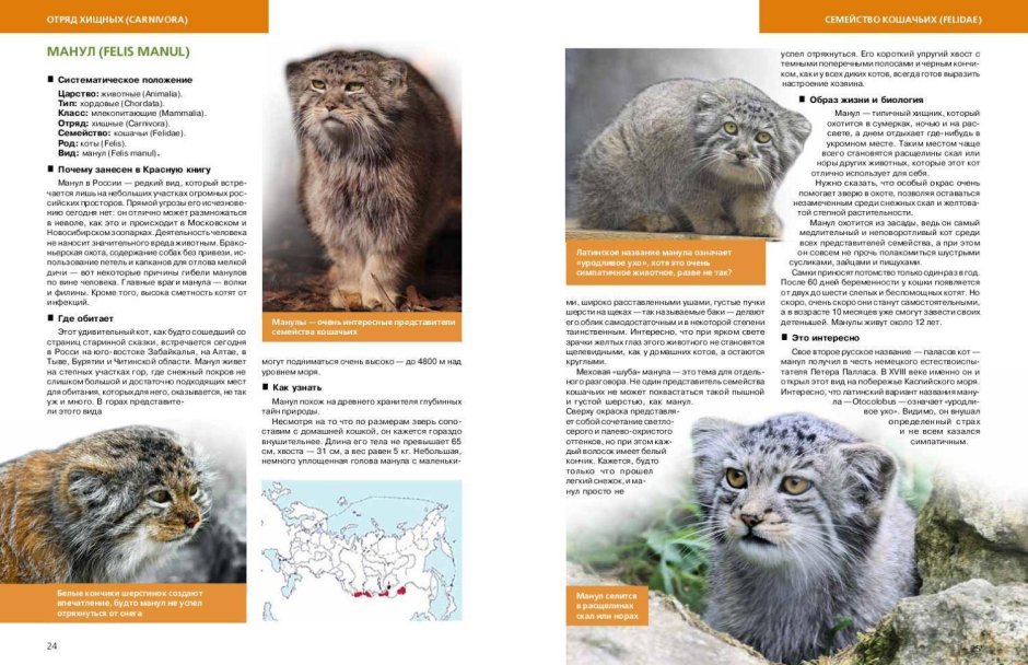Кот Манул занесен в красную книгу