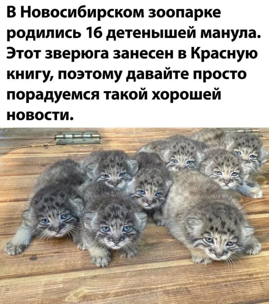 В Новосибирском зоопарке родились манулы