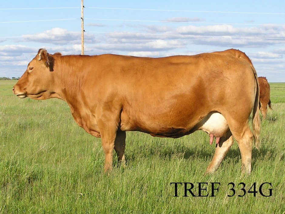 Limousin Cattle