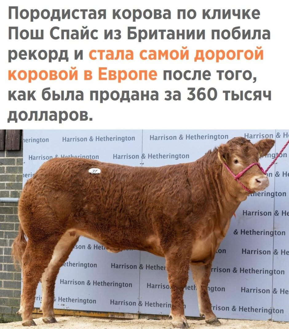 Необычная кличка для телочки