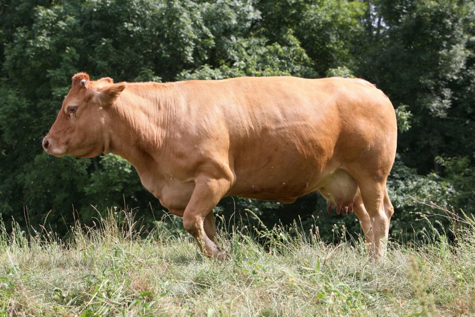 Limousin Cattle