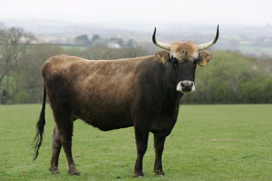 Male Cow