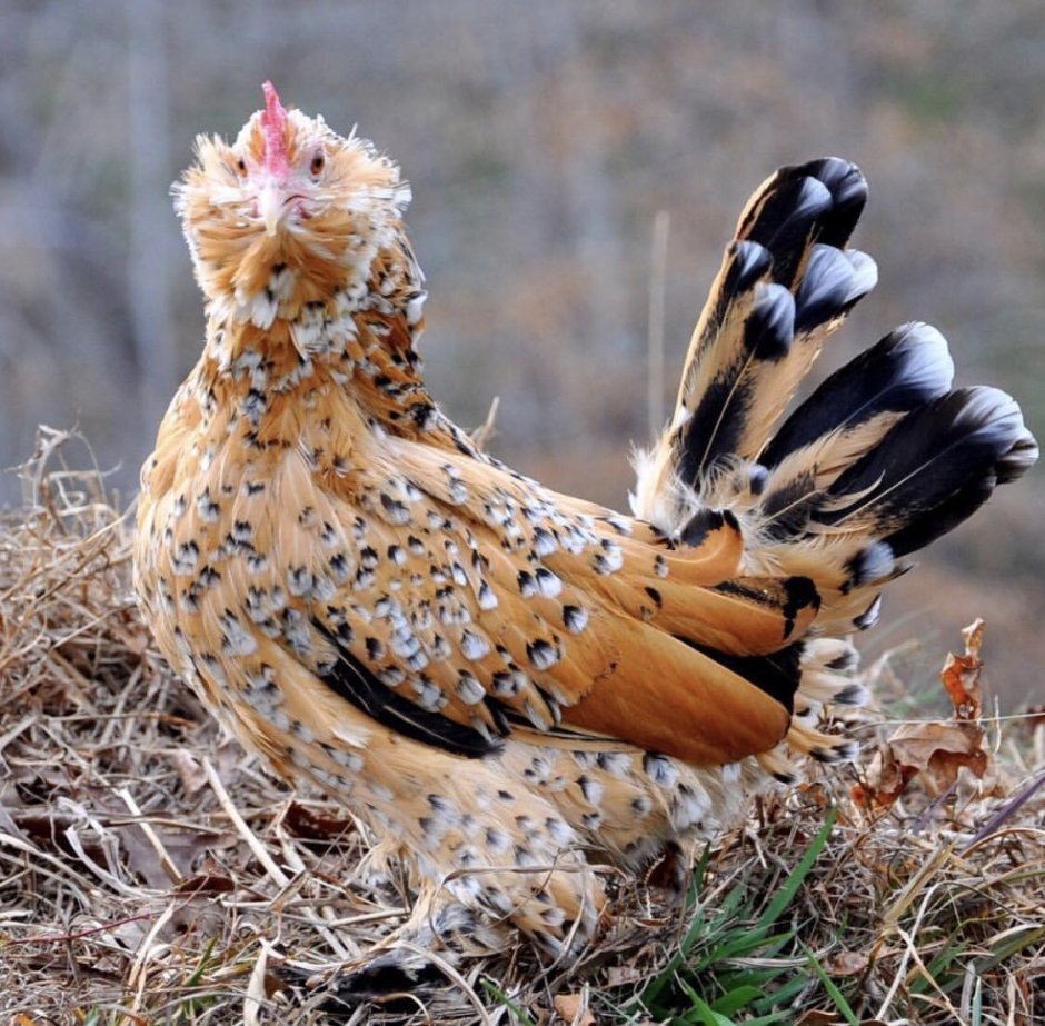 Курица бентамка