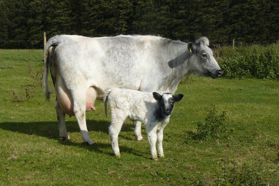 Shorthorn Cattle