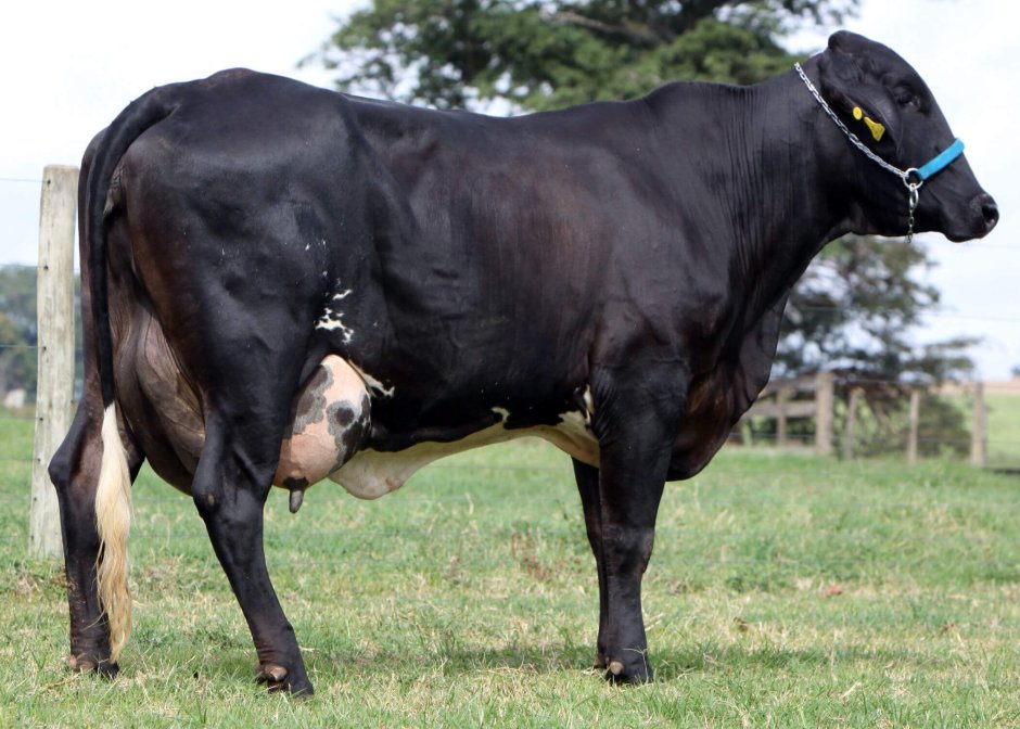 Holstein Friesian Cattle