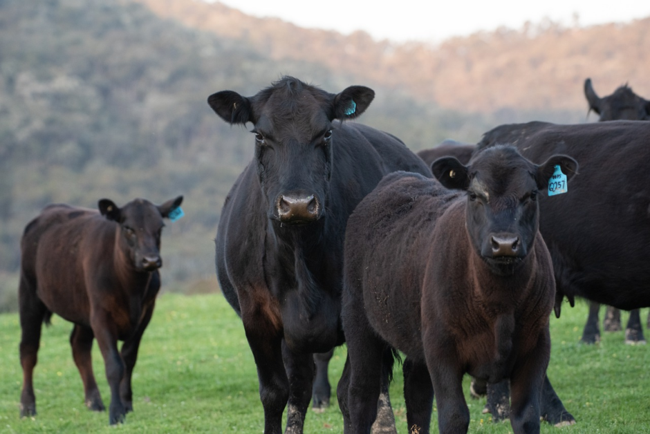 Корова Black Angus