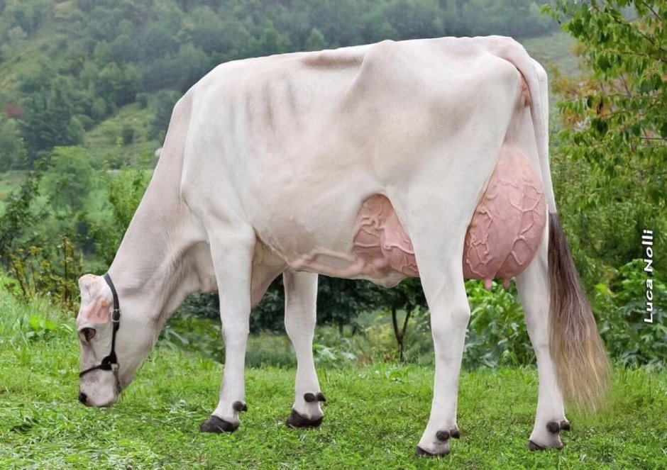 Cattle Beef Brown Swiss