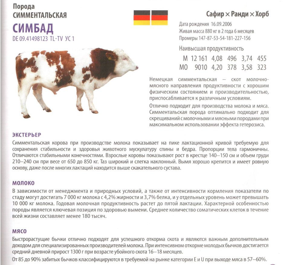 Экстерьер КРС симментальской породы