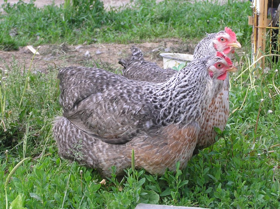 Климинские куры