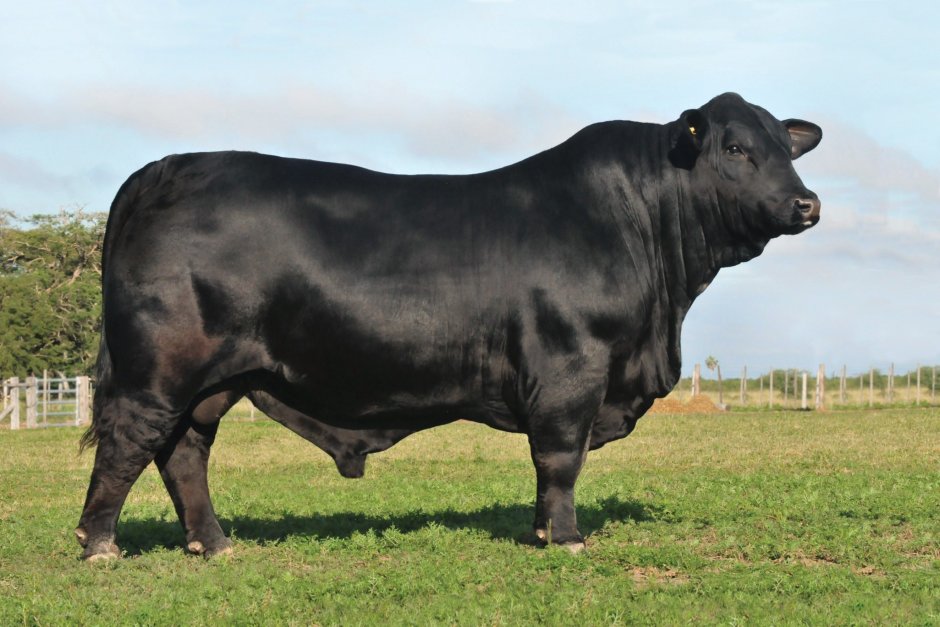 Стейк Рибай Prime Black Angus Мираторг