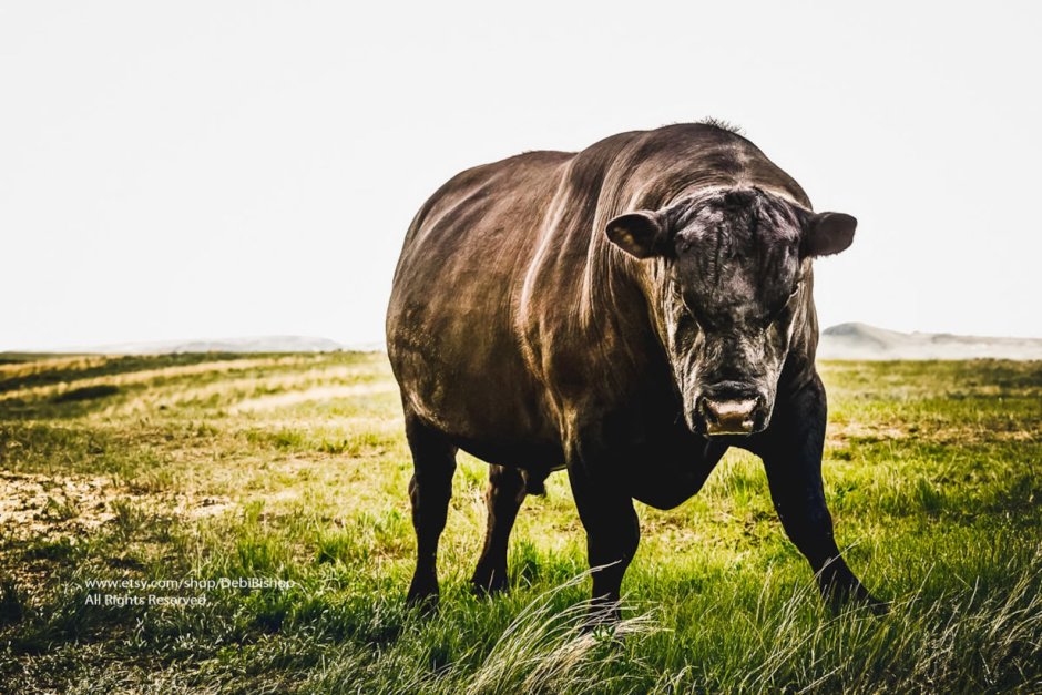 Бычки Black Angus
