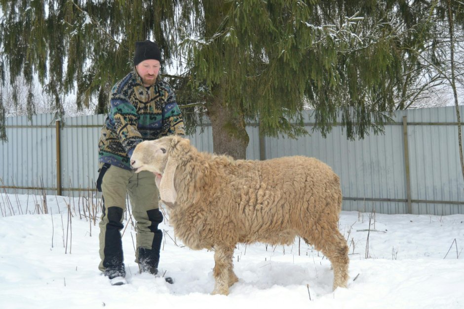Овцы Кайла думба