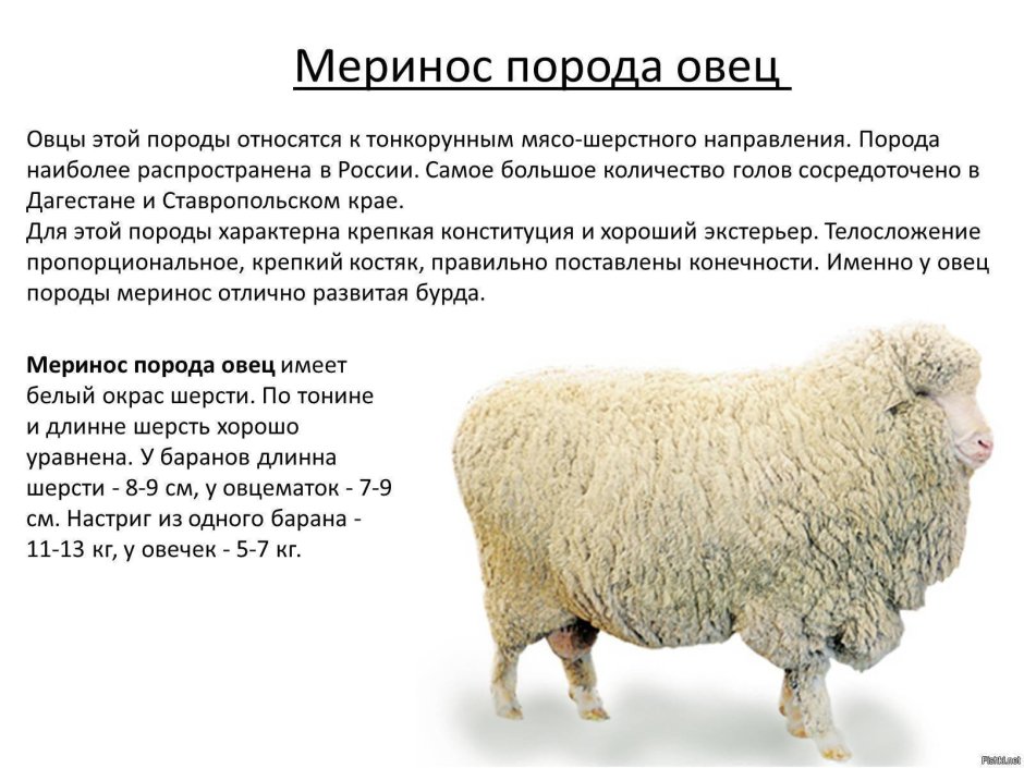 Бараны породы меринос