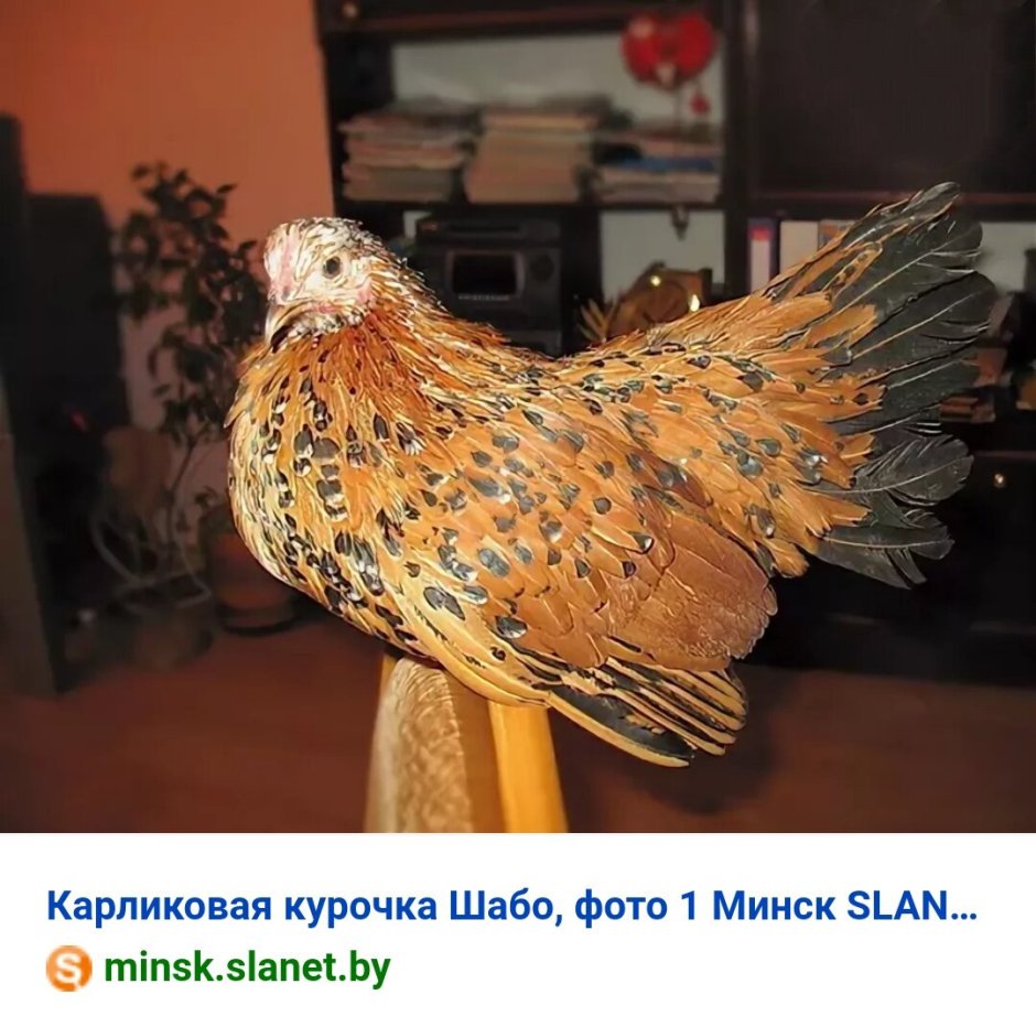 Бентамка Шабо японская