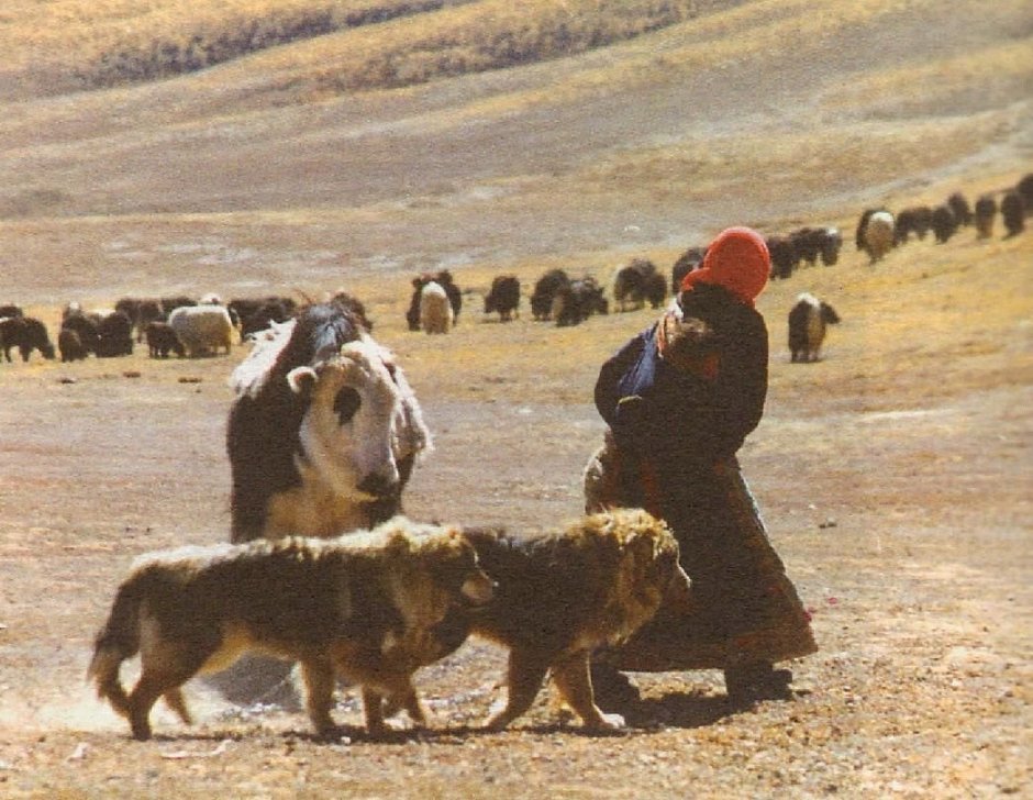 Собаки Чингис хана