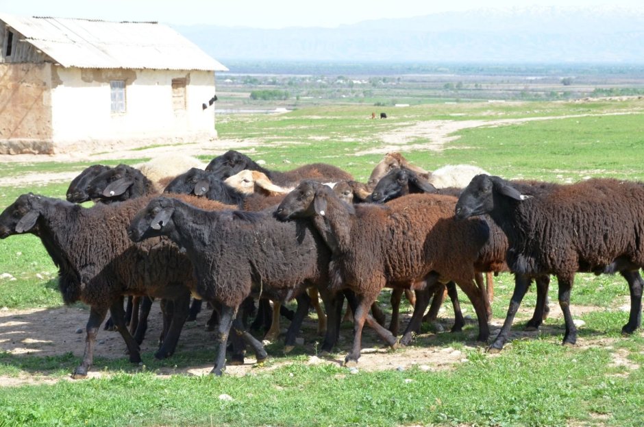 Курдючный Карачаевский баран