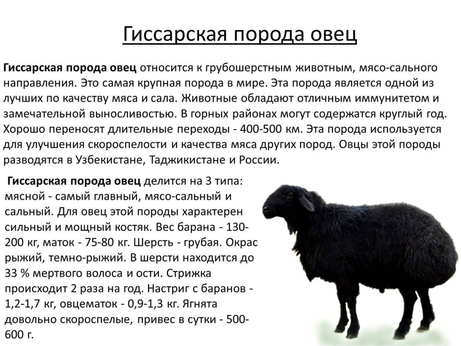 Эдильбаевской породы овец характеристика породы