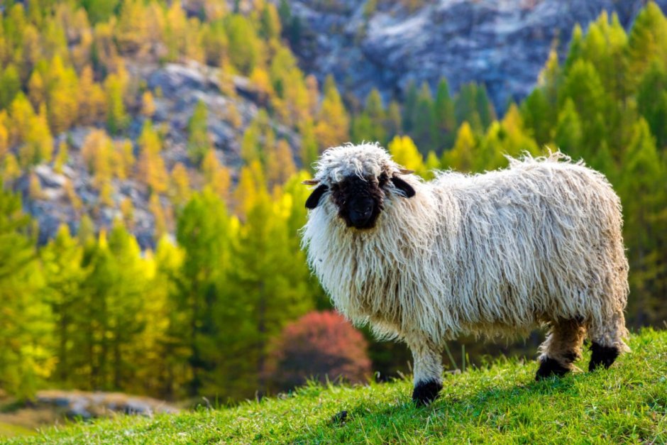 Zermatt Switzerland овцы