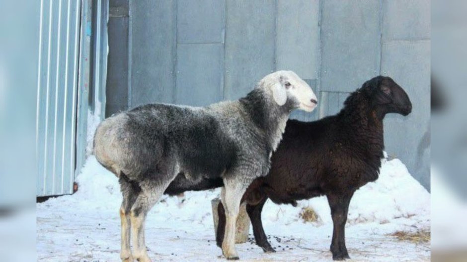 Эдельбай бараны курдючючные