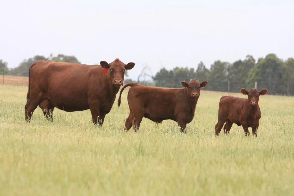 Red Cow Бишкек