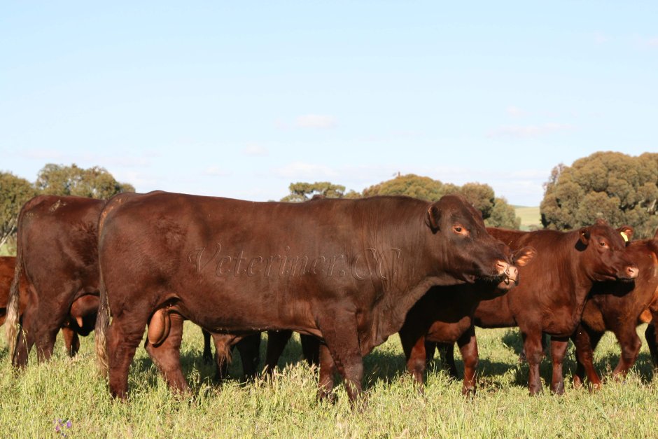 Cattle breeding