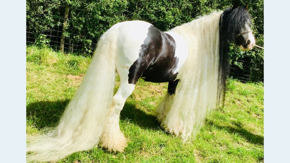 Лошадь породы Gypsy Vanner