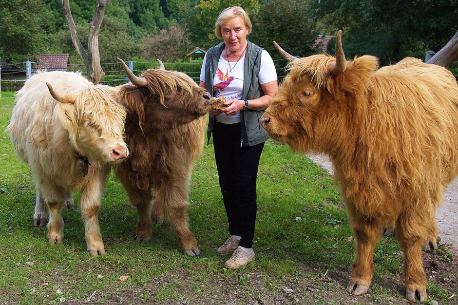 Мини корова