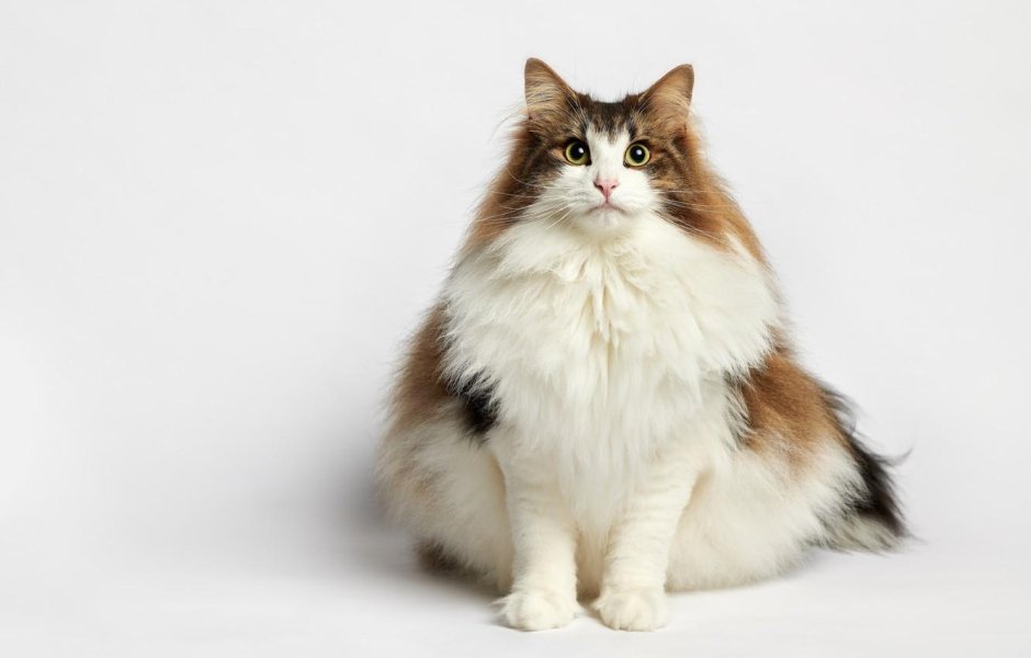 Норвежская Лесная кошка черепаховая