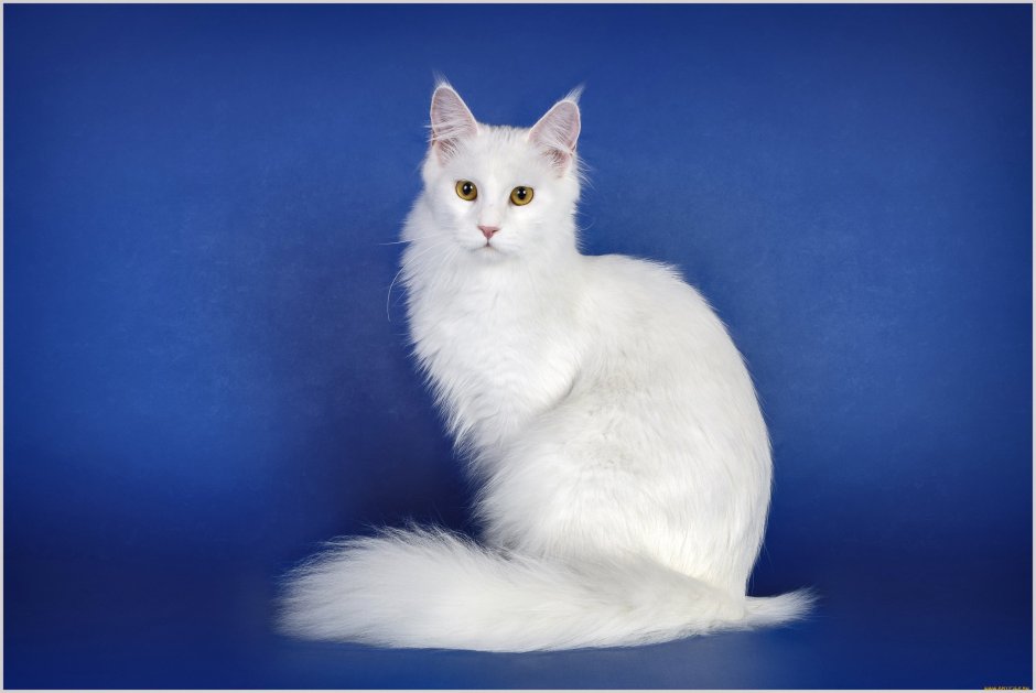 Кошка красавица
