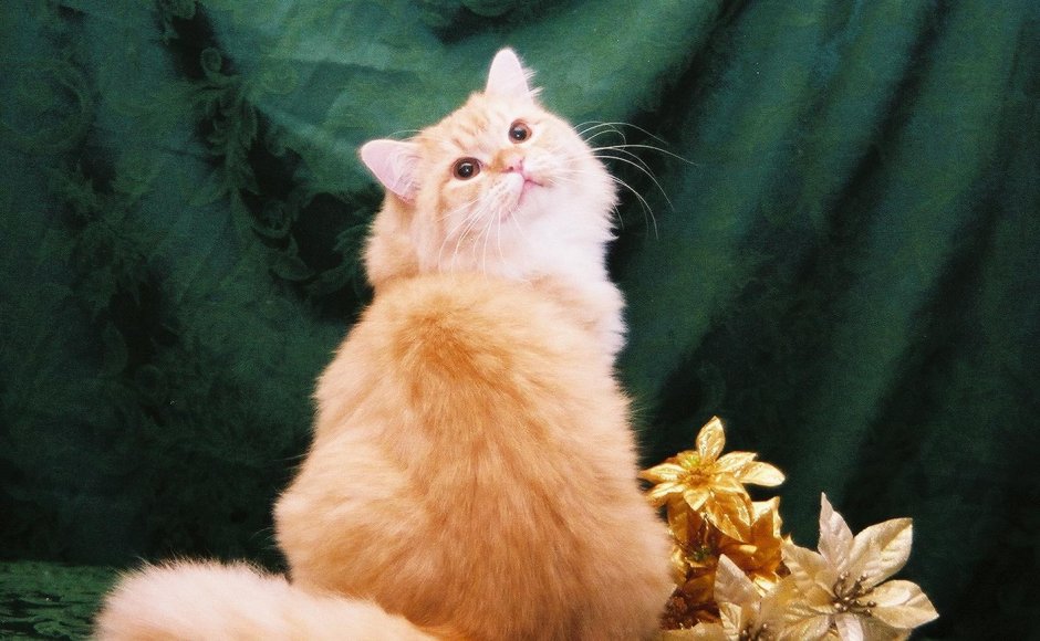 Рагамаффин кошка рыжая
