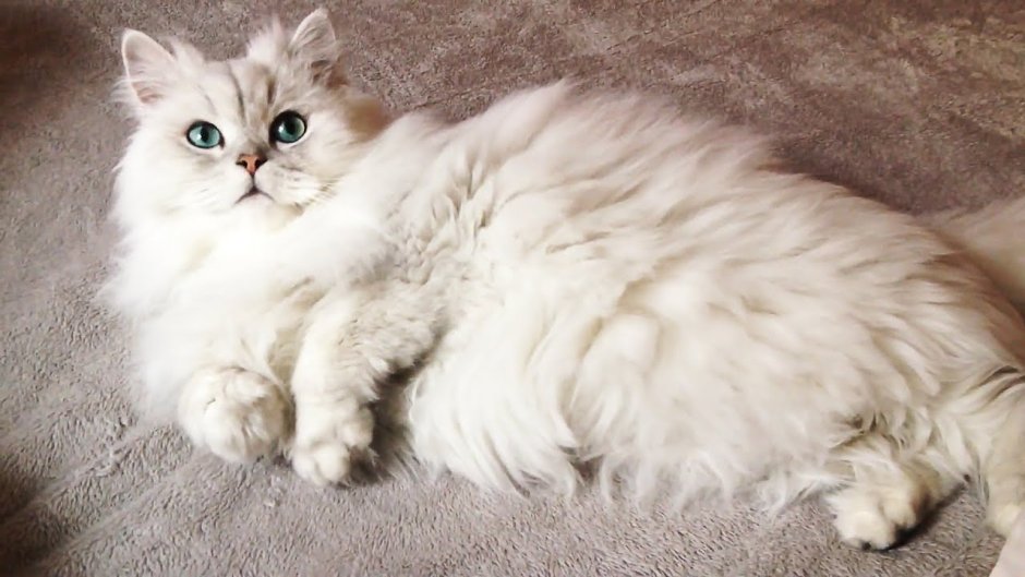 Персидская шиншилла кошка