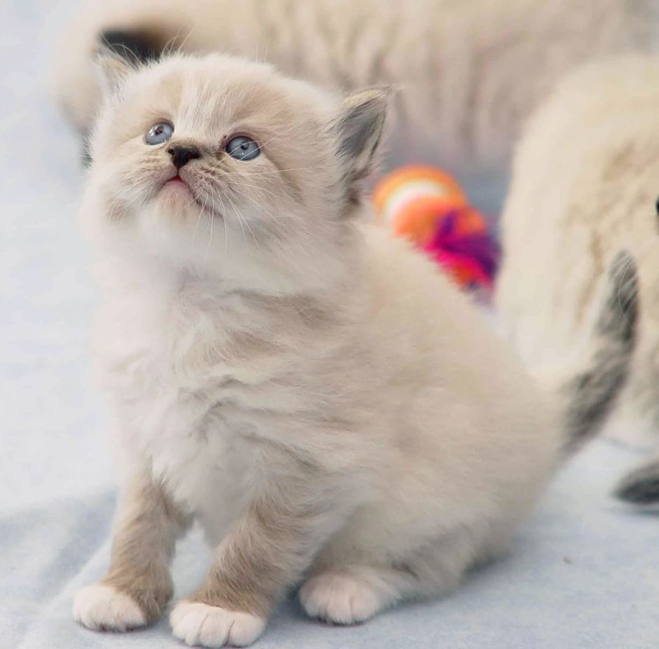 Породистые котята купить