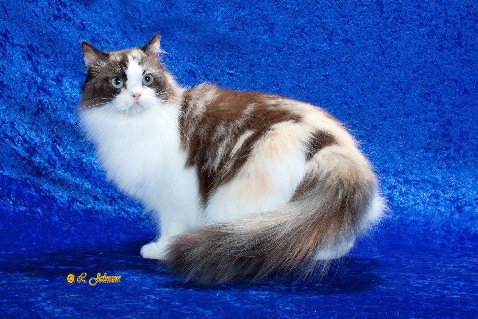 Tortoiseshell Cat порода