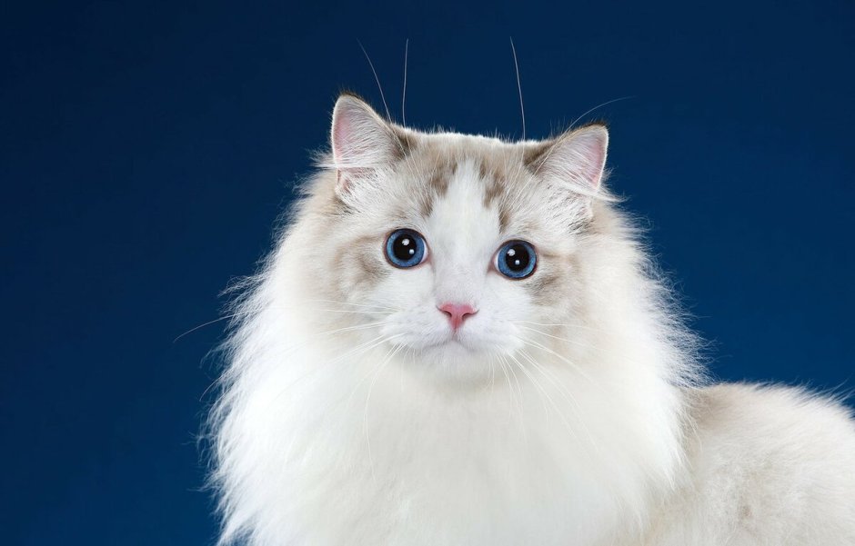 Кот Рэгдолл